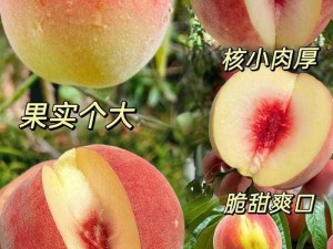 巨无霸水蜜桃阿嫂,巨无霸水蜜桃阿嫂为何钟情于巨型桃子？