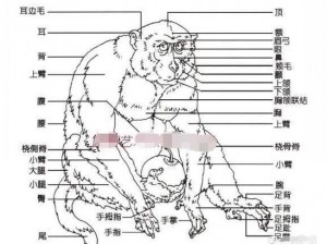 放学别跑：猴子的行为特点与生活习性详解