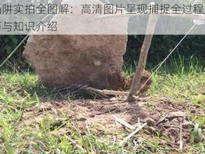 伯劳陷阱实拍全图解：高清图片呈现捕捉全过程及其使用技巧与知识介绍