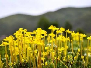 野花视频中文免费观看3 野花视频中文免费观看 3：高清无码，尽情欣赏