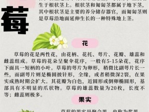 草莓在线-草莓在线，你了解多少？