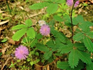 含羞草完整版在线观看、含羞草完整版在线观看：探索神秘植物的奇妙世界