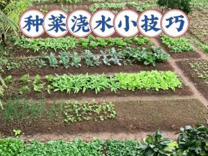 新手种菜入门指南：从基础种植到高级园艺精通秘籍