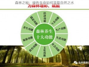 森林之秘：绿色生命如何汲取自然之水