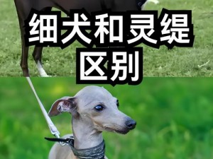 细狗视频网页版链接怎么打开看 如何打开细狗视频网页版链接进行观看