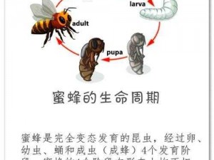 树新蜜蜂意义解读：蜜蜂产业转型升级与社会价值的重塑与重塑探究