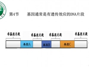 基因片段重复：揭秘其重要性及潜在影响