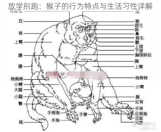 放学别跑：猴子的行为特点与生活习性详解