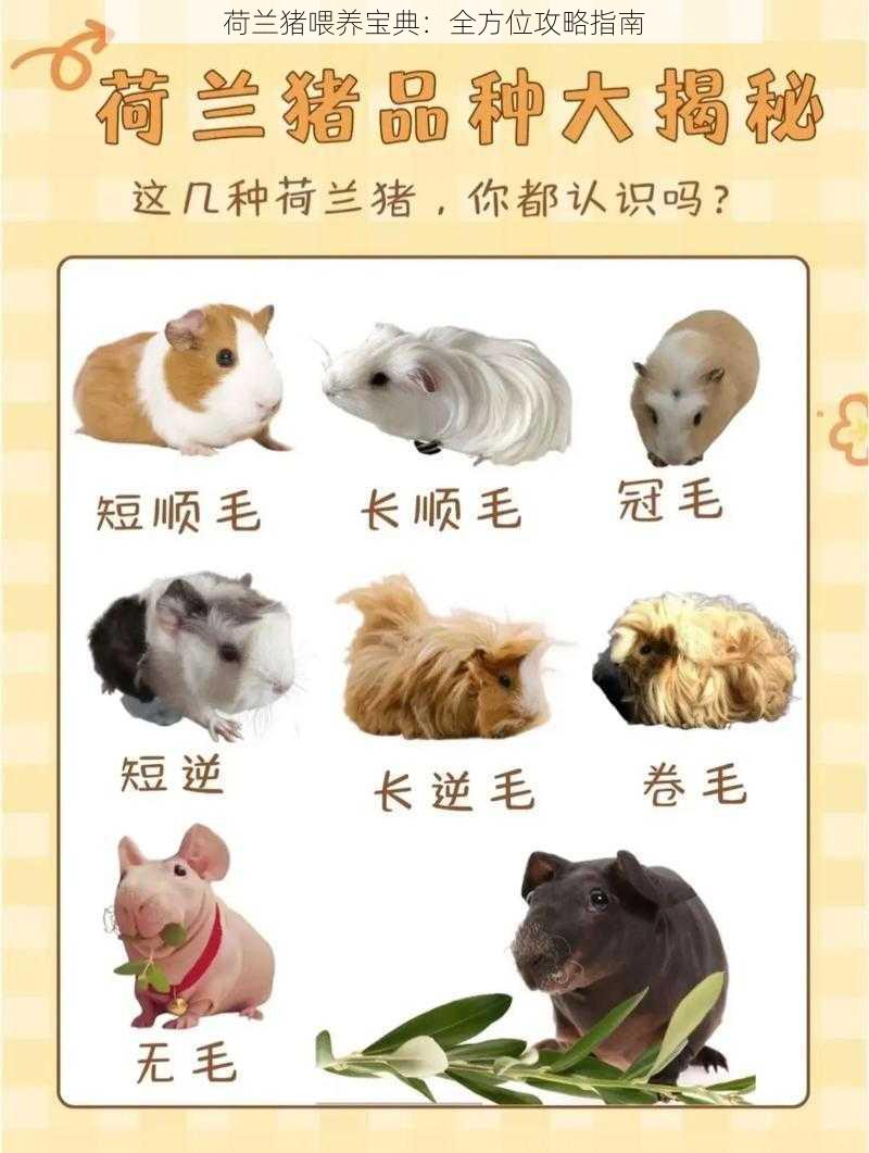 荷兰猪喂养宝典：全方位攻略指南