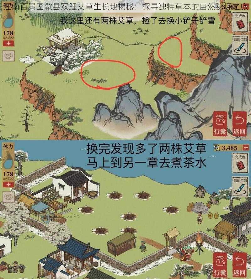 江南百景图歙县双鲤艾草生长地揭秘：探寻独特草本的自然秘境之旅