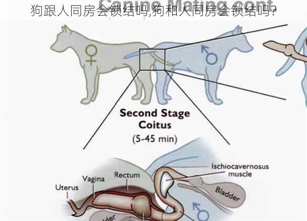 狗跟人同房会锁结吗,狗和人同房会锁结吗？