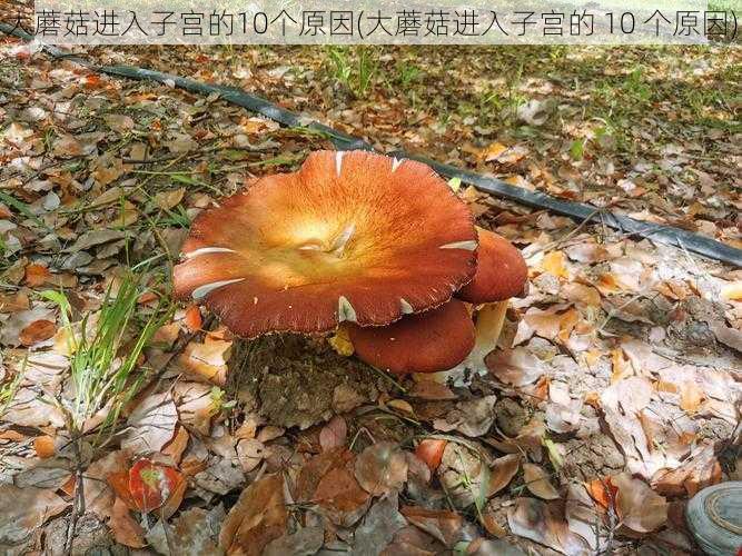 大蘑菇进入子宫的10个原因(大蘑菇进入子宫的 10 个原因)