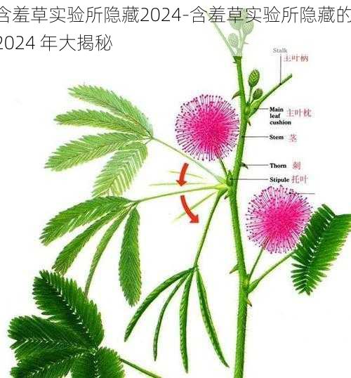 含羞草实验所隐藏2024-含羞草实验所隐藏的 2024 年大揭秘