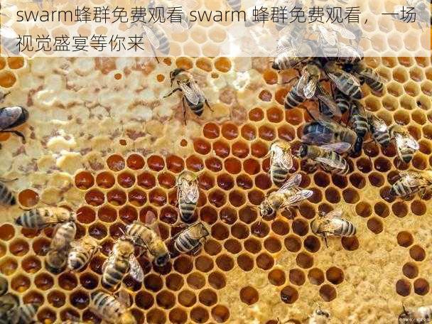 swarm蜂群免费观看 swarm 蜂群免费观看，一场视觉盛宴等你来