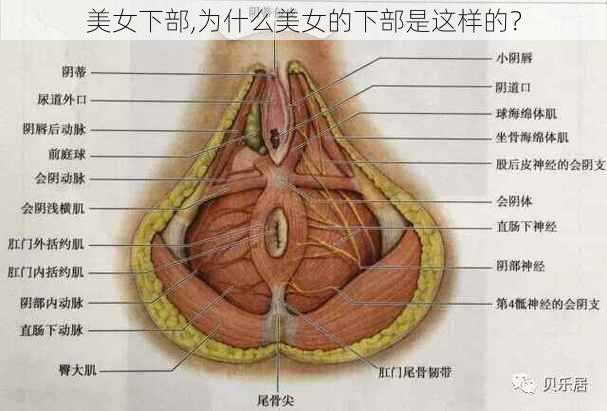 美女下部,为什么美女的下部是这样的？