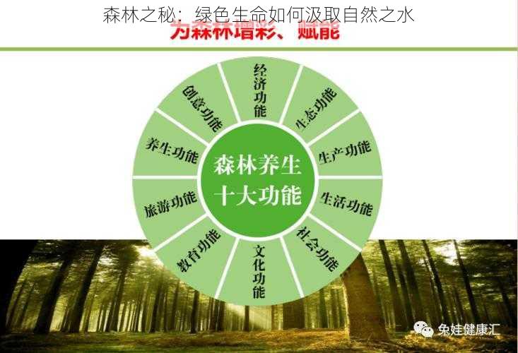 森林之秘：绿色生命如何汲取自然之水