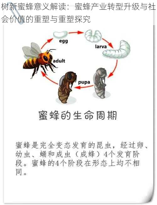 树新蜜蜂意义解读：蜜蜂产业转型升级与社会价值的重塑与重塑探究