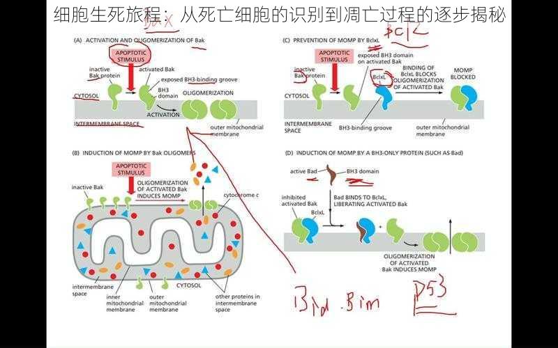 细胞生死旅程：从死亡细胞的识别到凋亡过程的逐步揭秘